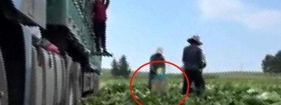 중국 배추를 1군 발암물질 포름알데히드에 담갔다…한국 식탁까지 번진 중국산 농산물 안전 경고, 식약처 수입검사 강화