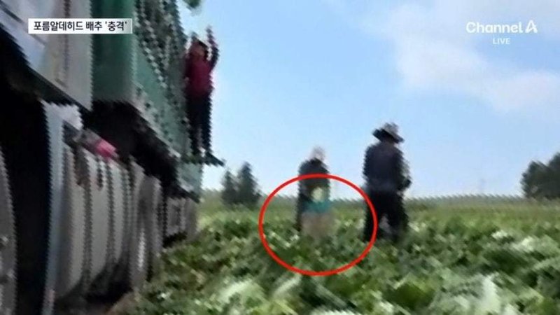 식약처 “발암물질 중국 배추 수입여부 확인중”